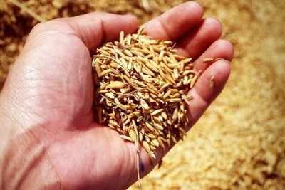 DESCONTAMINACIÓN DEL AIRE CON CÁSCARAS DE ARROZ